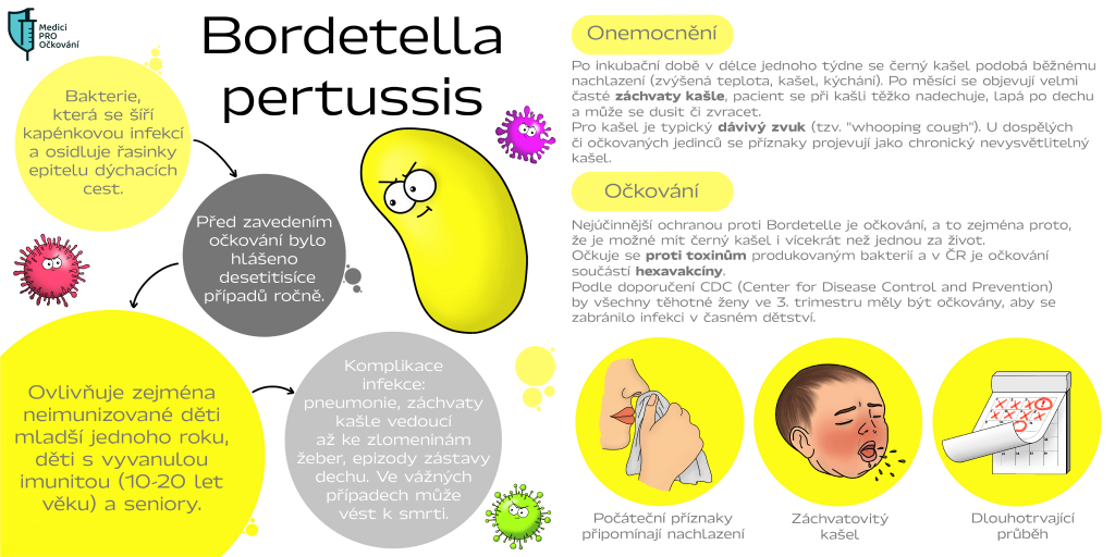 infografika - černý kašel